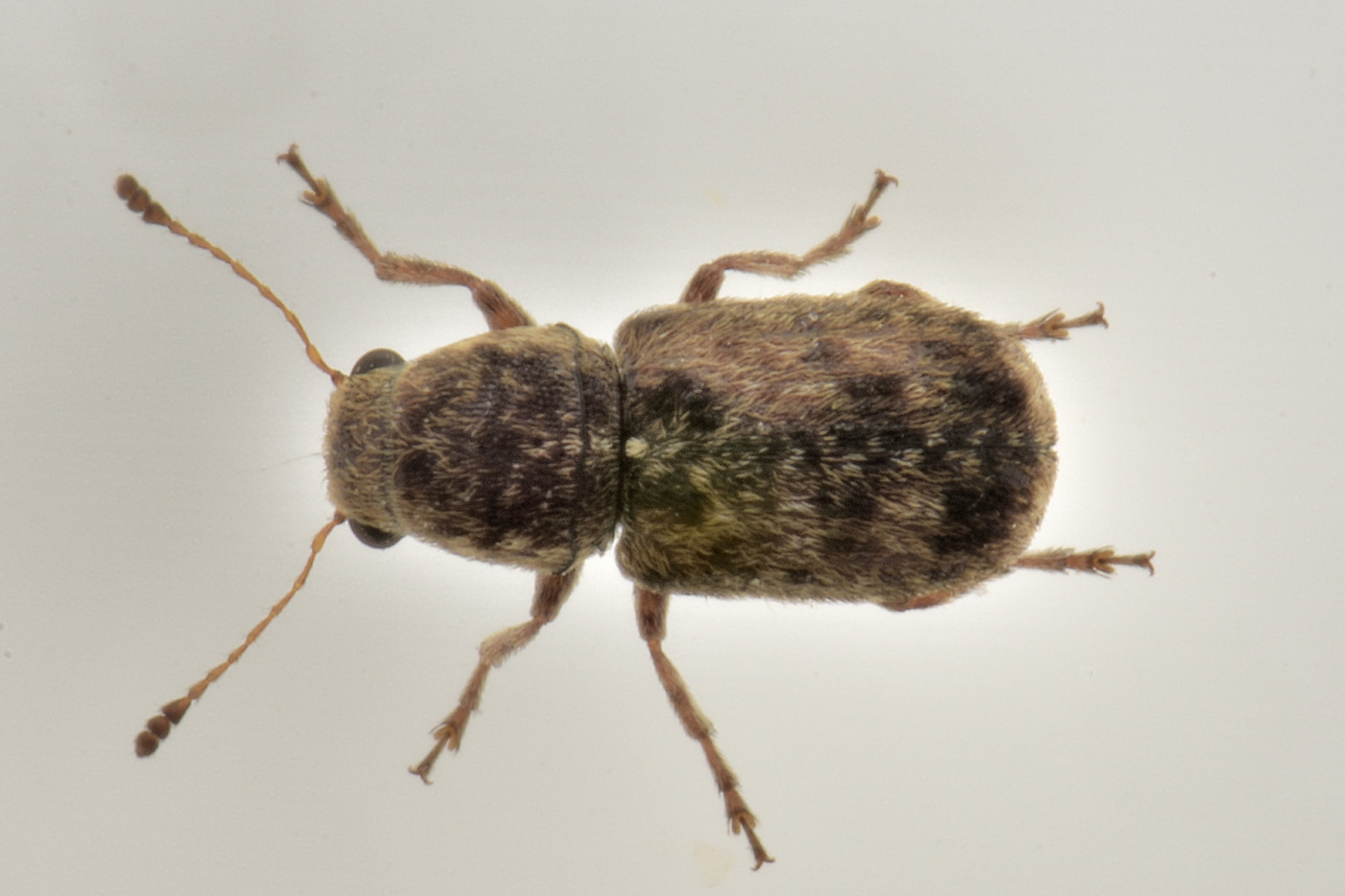 Anthribidae: Enedreytes sp?  S, Enedreytes hilaris